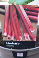 RHUBARB VICTORIA 3L