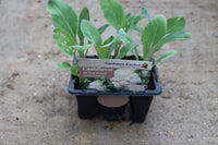 CAULIFLOWER - ALL YEAR ROUND T/R