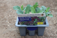 PURPLE SPROUTING BROCCOLI EARLY - F1 SANTEE 6-pack