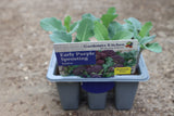 PURPLE SPROUTING BROCCOLI EARLY - F1 SANTEE 6-pack