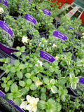 Thyme (Foxley) 10.5cm