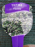 Thyme (Foxley) 10.5cm