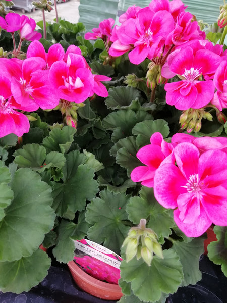 Zonal (Upright) Geranium Pink with Red Eye 13cm Pot