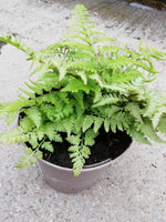 FERN JAPANESE PAINTED (HARDY DECIDUOUS) 1L