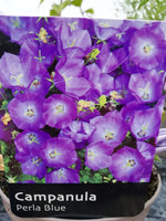 CAMPANULA PERLA BLUE 1L