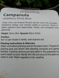 CAMPANULA PERLA BLUE 1L