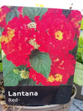 LANTANA RED 1L