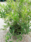 SPIRAEA ARGUTA 3L