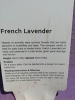 LAVENDER FRENCH 5L