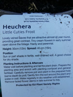 HEUCHERA LITTLE CUTIES FROST 1L