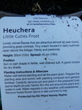 HEUCHERA LITTLE CUTIES FROST 1L