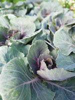 KALE ORNAMENTAL PIGEON RED 1L