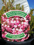 Heather 1L - Erica x Darleyensis 'Winter Treasure'