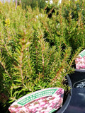 Heather 1L - Erica x Darleyensis 'Winter Treasure'
