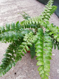 Fern Indoor Mix 8.5cm