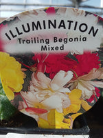 Begonia Illumination Mixed (Trailing, Tuberous Type) 8-Seedling