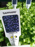 Lobelia Sapphire (Trailing) 60-Seedling