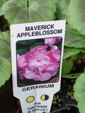 Geranium Horizon Appleblossom (Zonal) 10-Seedling