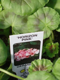 Geranium Horizon Pink (Zonal) 10-Seedling