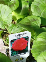 Geranium Horizon Red (Zonal) 10-Seedling