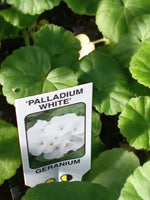 Geranium Horizon White (Zonal) 10-Seedling