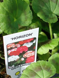 Geranium Horizon Mixed (Zonal) 10-Seedling