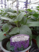 Salvia Mystic Spires Blue 13cm Pot