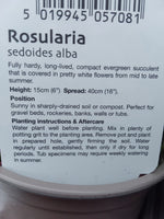 ROSULARIA SEDOIDES ALBA (GARDEN SUCCULENT) V11