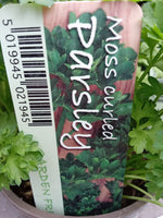 PARSLEY MOSS CURLED 9CM (TRAY 20) HERB