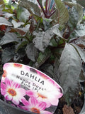 Dahlia Happy Days Pink (Patio Dahlia) 3L Pot