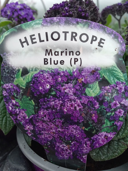 Heliotrope Honey Blue 10.5cm Pot