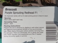 BROCCOLI PURPLE SPROUTING REDHEAD F1 (AUTUMN 9 PACK)