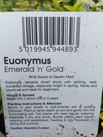 EUONYMUS EMERALD & GOLD (AUT TUB & BSKT) V11