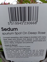 SEDUM SPURIUM SPOT ON DEEP ROSE (AUT TUB & BSKT) V11