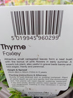 THYME FOXLEY (AUT TUB & BSKT) V11