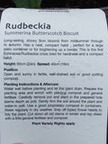 RUDBECKIA SUMMERINA BUTTERSCOTCH BISCUIT 3L