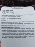 CAMELLIA JAPONICA RUBY WEDDING 1L