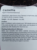 CAMELLIA JAPONICA APRIL REMEMBERED 1L