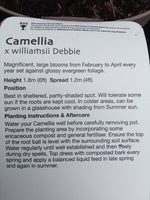 CAMELLIA X WILLIAMSII DEBBIE - ROSE PINK 3L