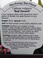 Heather 9cm - Calluna Vulgaris 'Red Favorit'