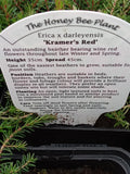 Heather 9cm - Erica x Darleyensis 'Kramer's Red'