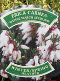 Heather 9cm - Erica Carnea "Weisse March Seedling"