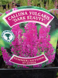Heather 9cm - Calluna Vulgaris 'Dark Beauty'