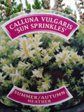 Heather 1L - Calluna Vulgaris 'Sun Sprinkles'