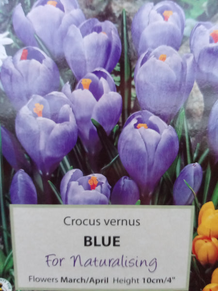 Crocus (Large Flowered) Blue x20