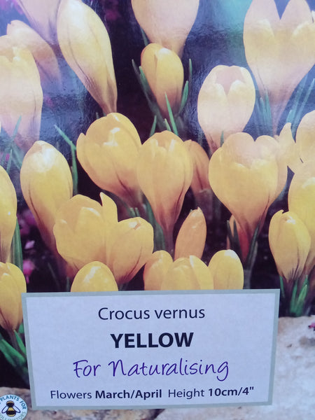 Crocus (Large Flowered) Yellow x20