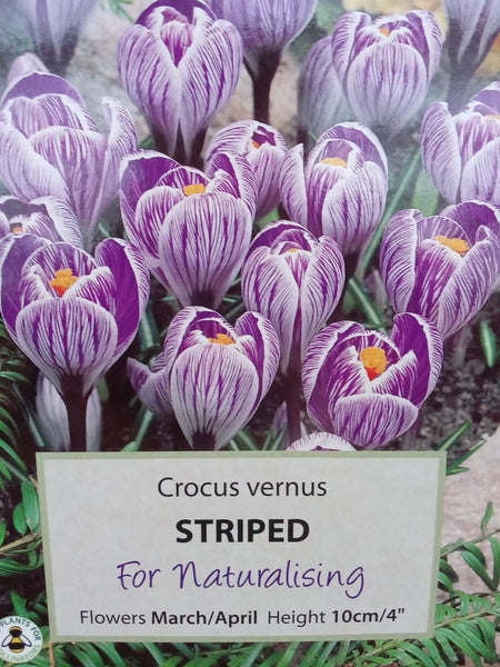 Crocus (Large Flowered) Striped x20
