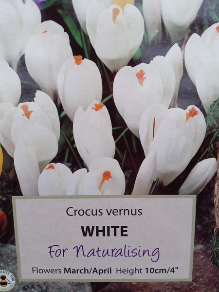 Crocus (Large Flowered) White x20