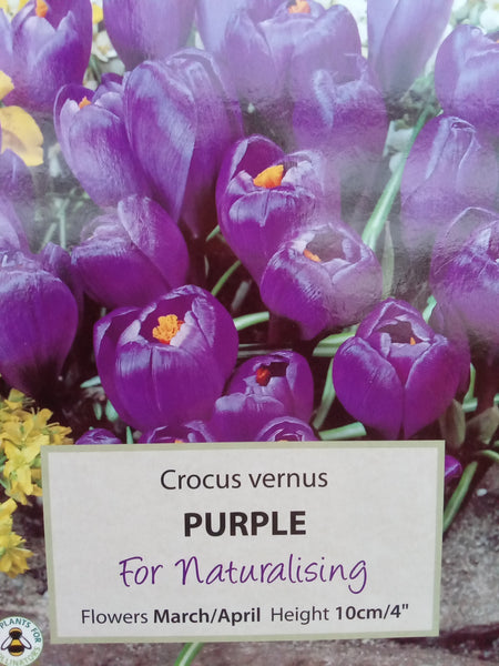 Crocus (Large Flowered) Purple x20