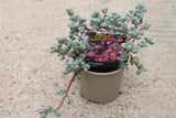 OSCULARIA DELTOIDES (GARDEN SUCCULENT) V11